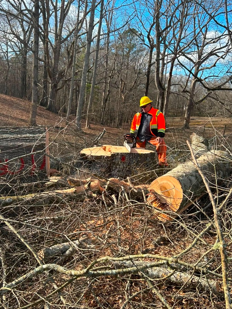 ALBY Tree Service LLC arborist operating a chainsaw on a large tree stump in Carrollton, GA